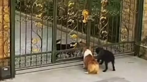 Funny Dogs Fight