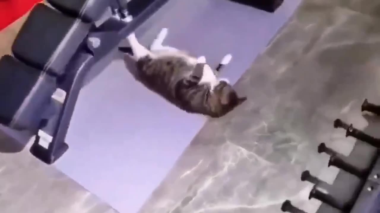 Cat 🐈 fitting