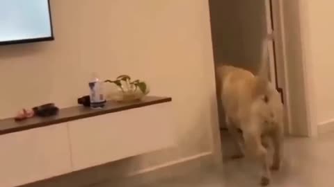 funny videos