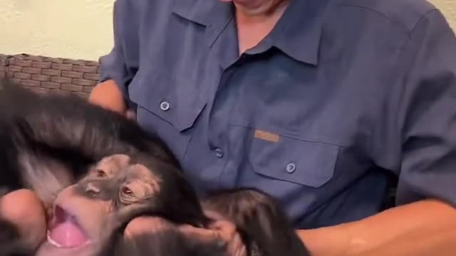 Orangutans like tickling