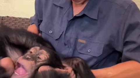 Orangutans like tickling