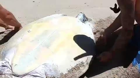 Sea Turtle Stuck On Remote Beach..