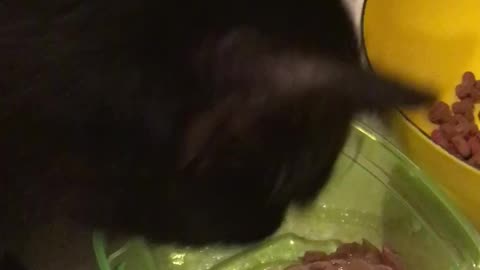 Hungry hippos kitty