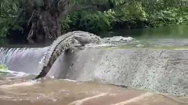 crocodile jumping run fast fast