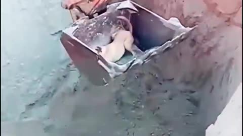 A Dog is Rescued - Vía excavator