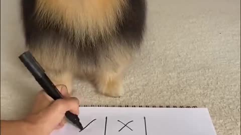 Dog beat human in game