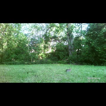 Jack's Trail Camera -- Episode 70 #shorts