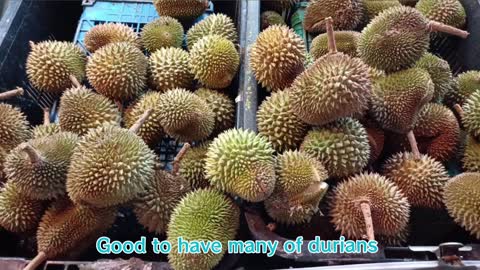 RM5 Durian, WOW!! Orang Jepun enjoys sedap Malaysia Durian!