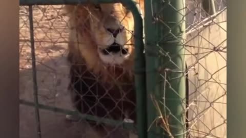 Top 20 Craziest and Scariest Wild Animal
