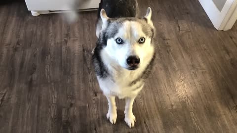 Husky Takes It Personally, Wolf Dog Apologizes