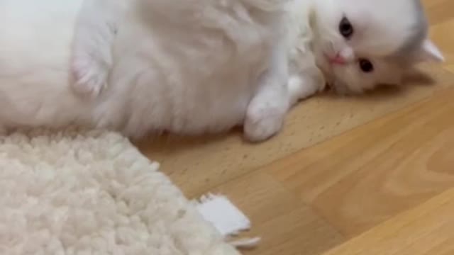 2.cute and funny cat shorts❤#shorts #cat #cutecat