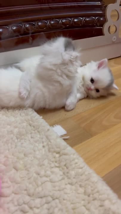 2.cute and funny cat shorts❤#shorts #cat #cutecat