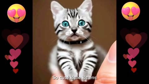 Kitten funny video