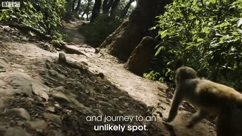 The Town Where Monkeys Are Treated Like Gods | Primates | BBC Earth