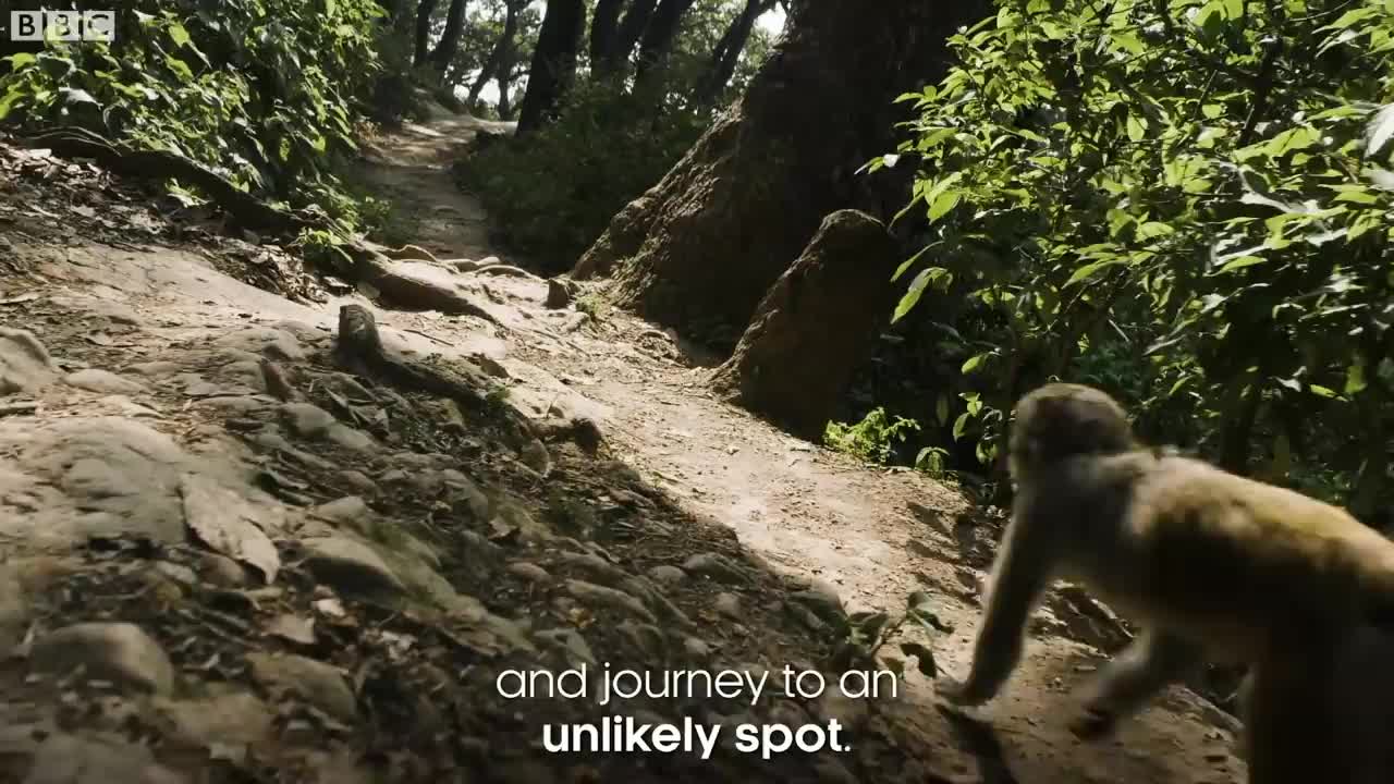 The Town Where Monkeys Are Treated Like Gods | Primates | BBC Earth