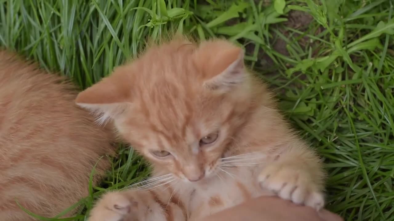 Wtach playing with a cute kitty made my day