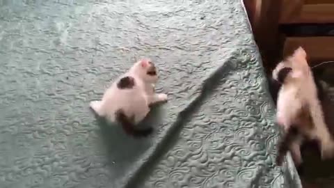 Funny cat Video😂