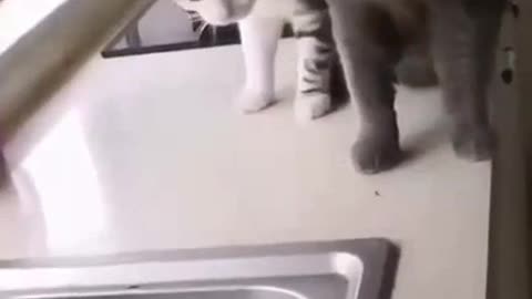 beware the killer carp cat attack