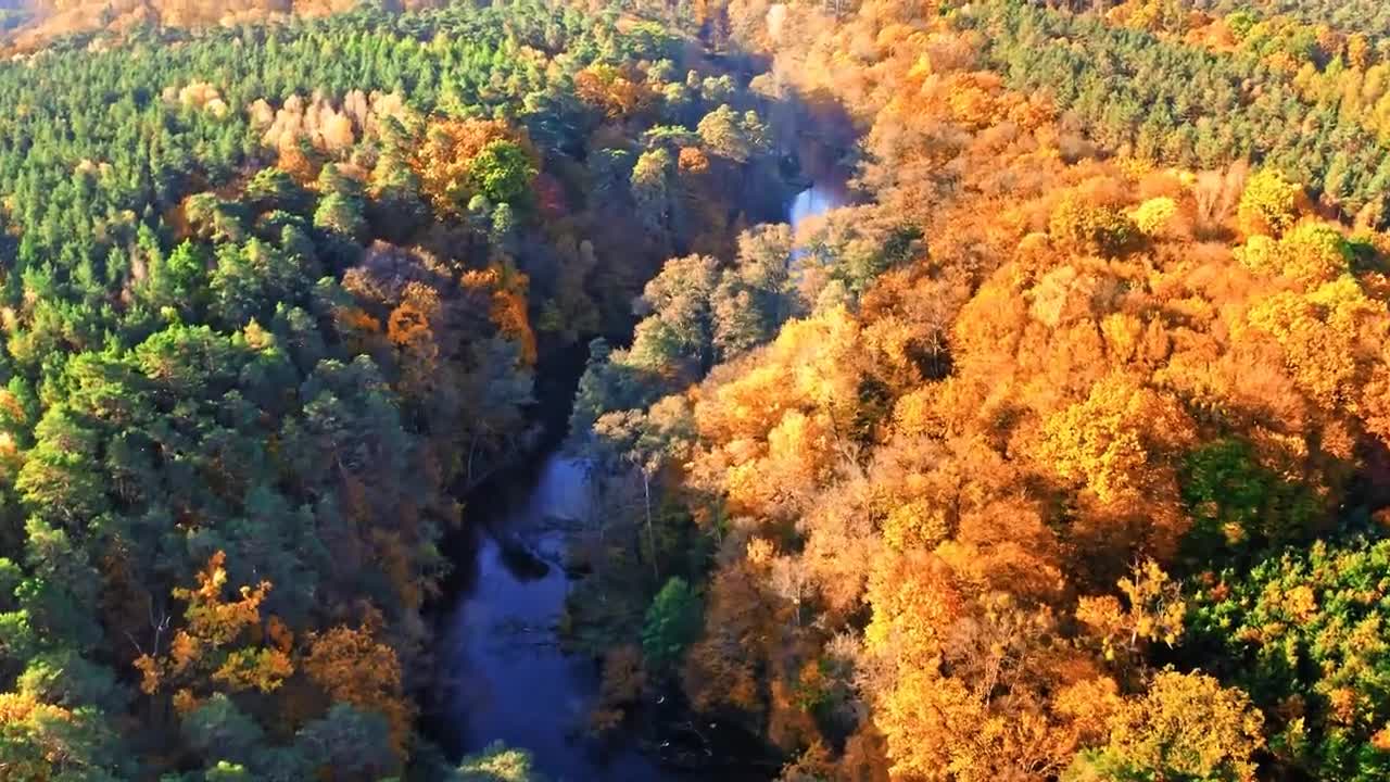 Enchanting Autumn Forests with Beautiful Piano Music