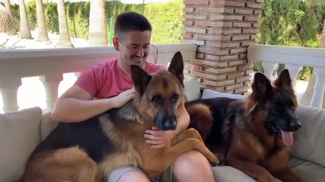 Cuddling with my German Shepherds [Cuteness Overload]