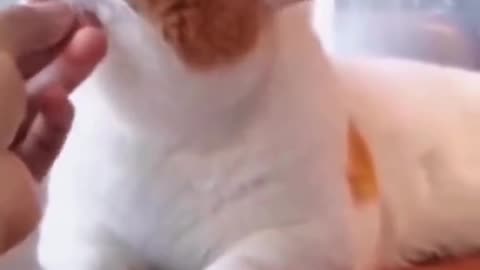 ғᴜɴɴʏ ᴄᴀᴛ ᴠɪᴅᴇᴏ