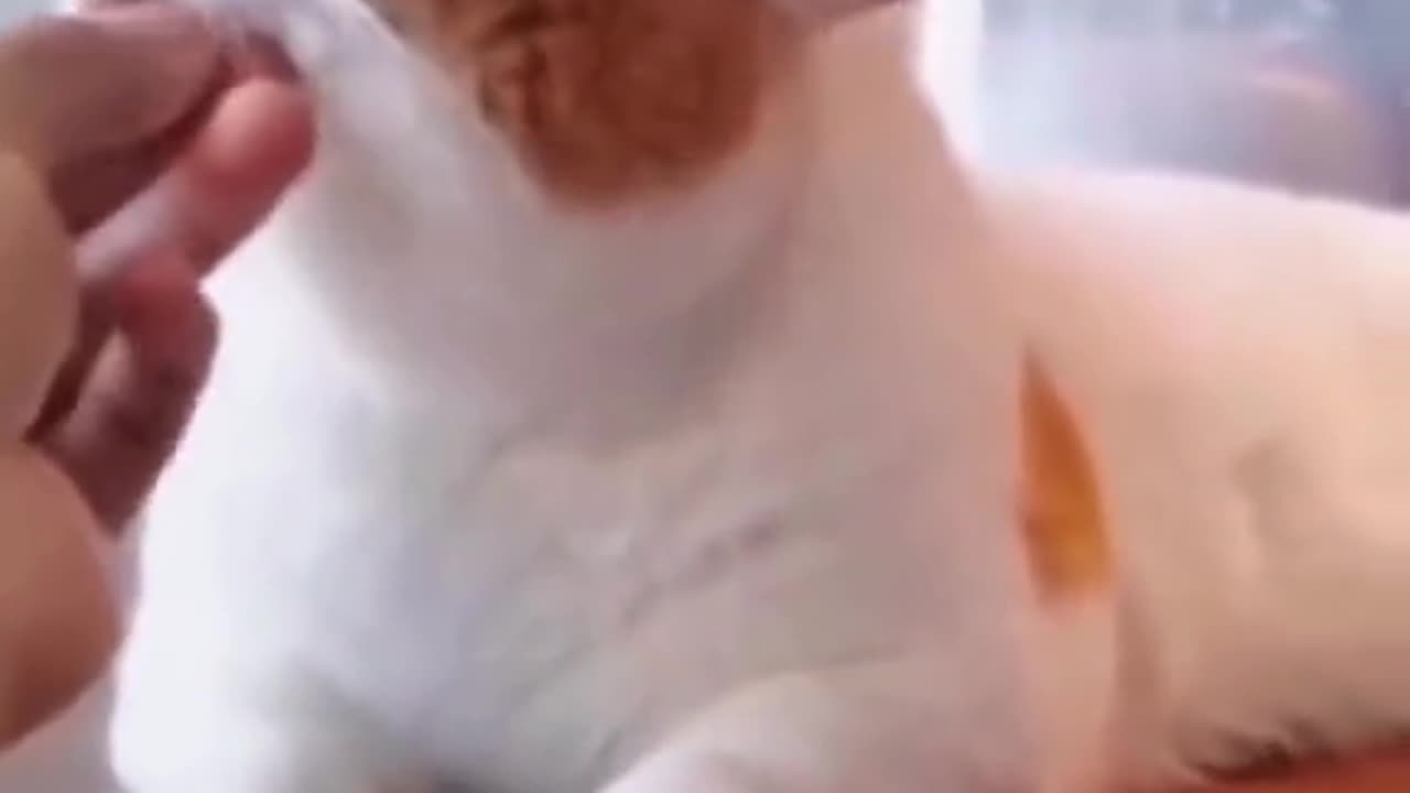 ғᴜɴɴʏ ᴄᴀᴛ ᴠɪᴅᴇᴏ
