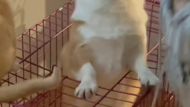 Funny dog, funny animal, funny dog videos