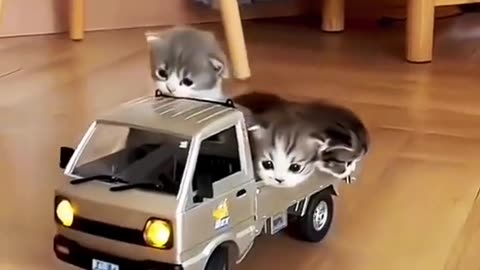 Cute and funny cat playing with car.