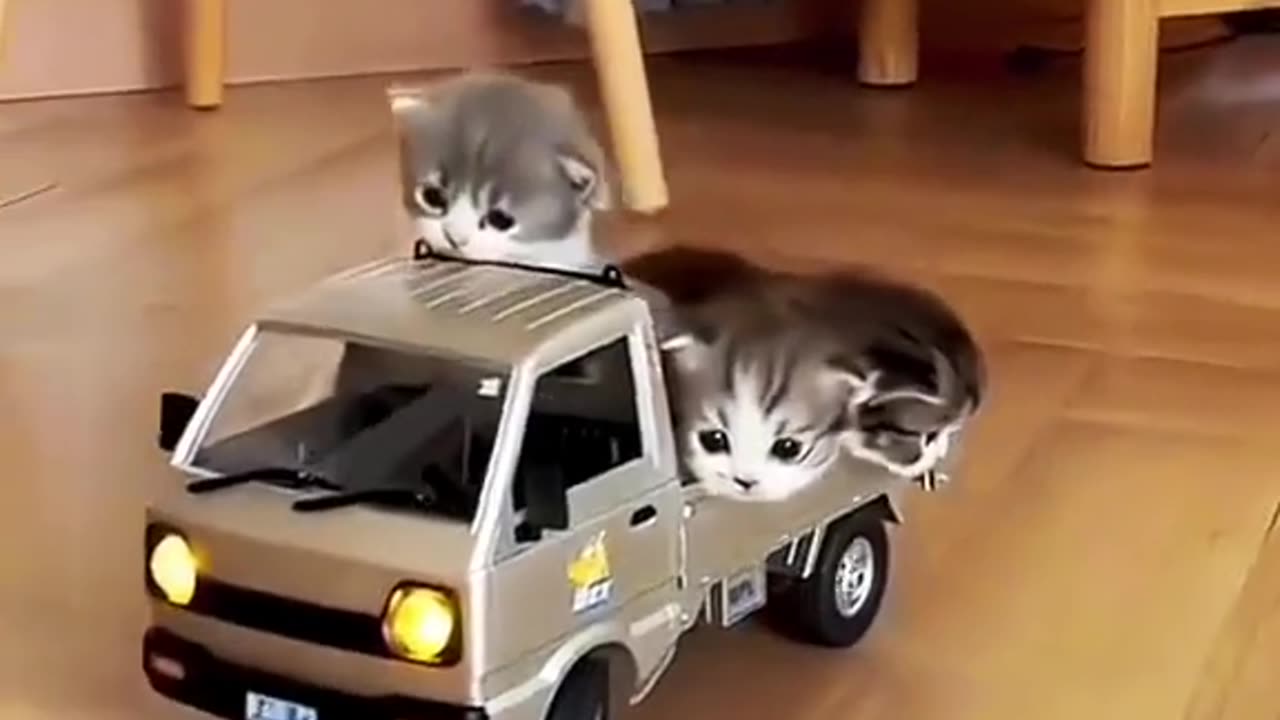 Cute and funny cat playing with car.