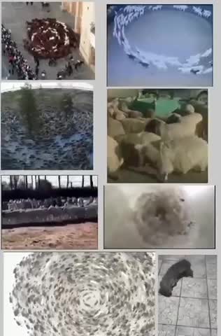 There Are Animals All Over The World Acting Like This😱