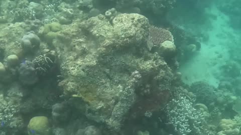 A Morning Snorkeling Adventure