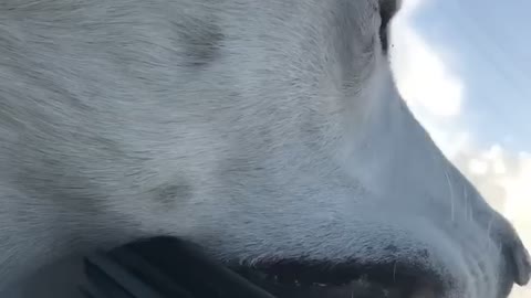 Husky Car Ride