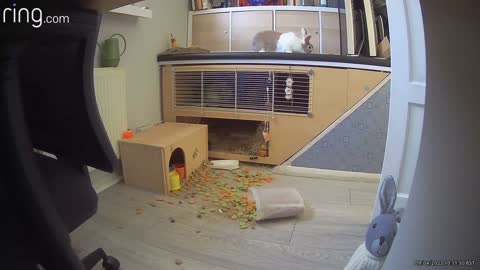 Pet Rabbit Tips Over Treat Box