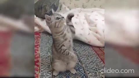 Cute cats funny moments