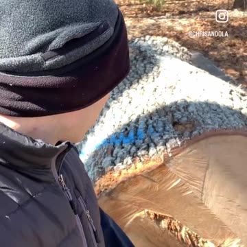 WAIST HIGH TREE TRUNK!