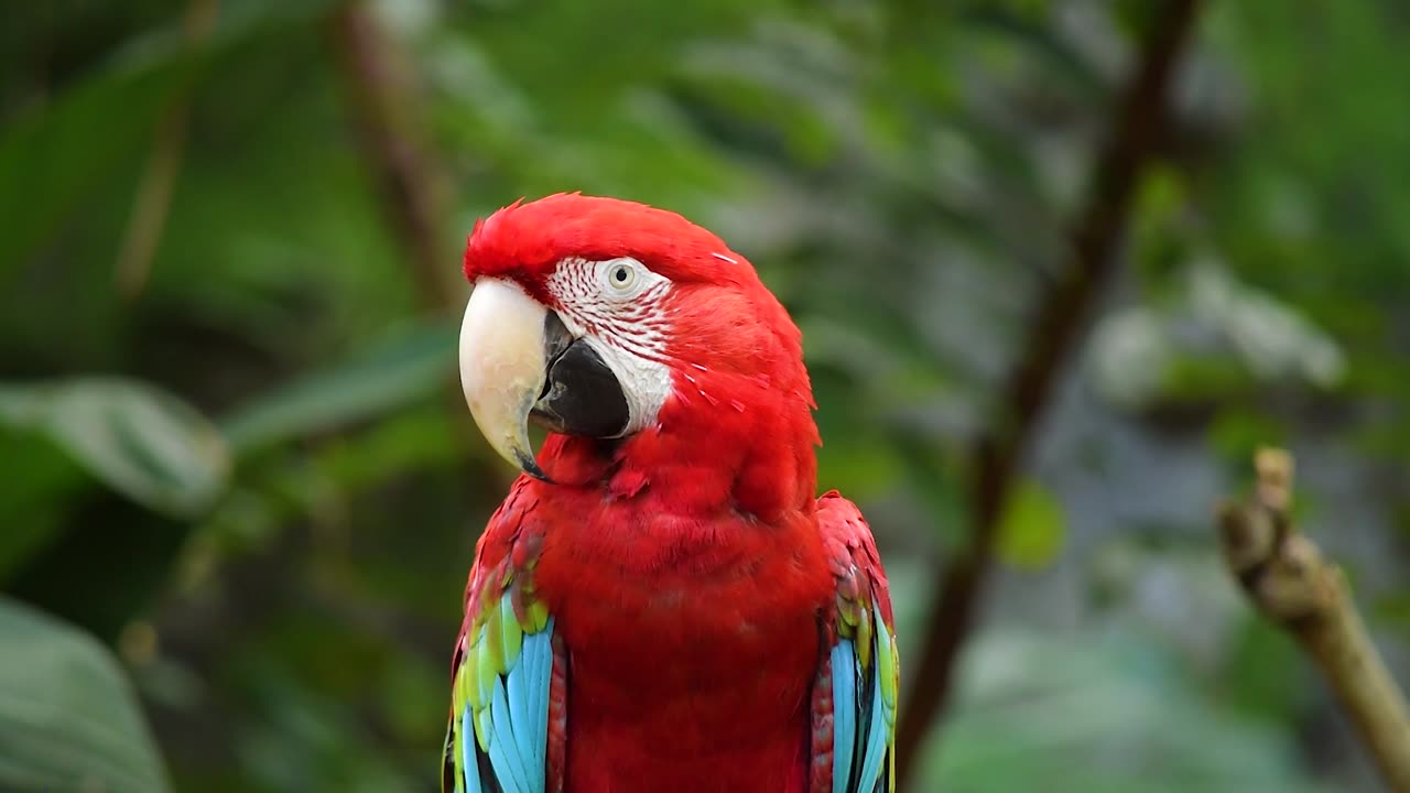 Red Macaw Parrot