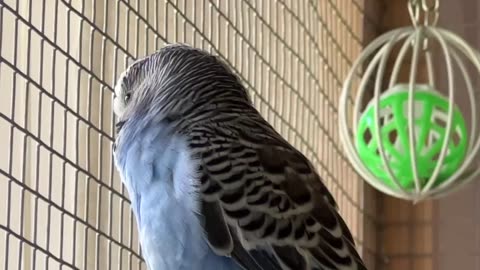 Enoch Looking Out the Glass