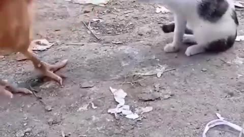 #dog#cats#funny videos #2023