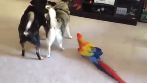 Macaw playing with dog