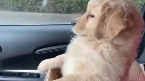Funny Animal Videos 2023 - Funniest Cats And dogs_Best funny videos