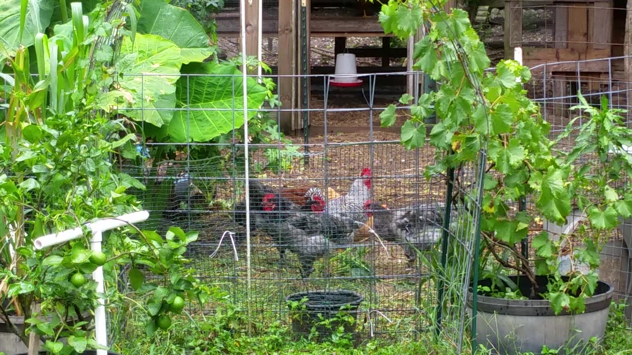 Figuring Out Which Roosters To Keep 7-23