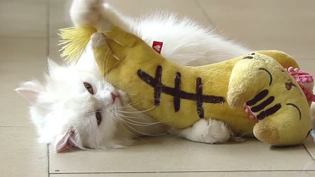 A White cat playing with doll