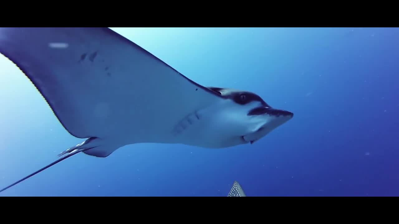 Diving in the maldives