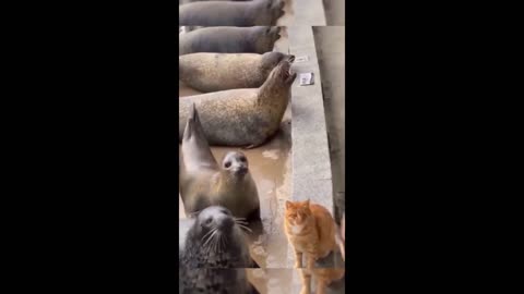 Funny animal videos 2024