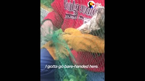 LUCKY Hawk Stuck In Net Rescued by Sweet Guys | The Dodo