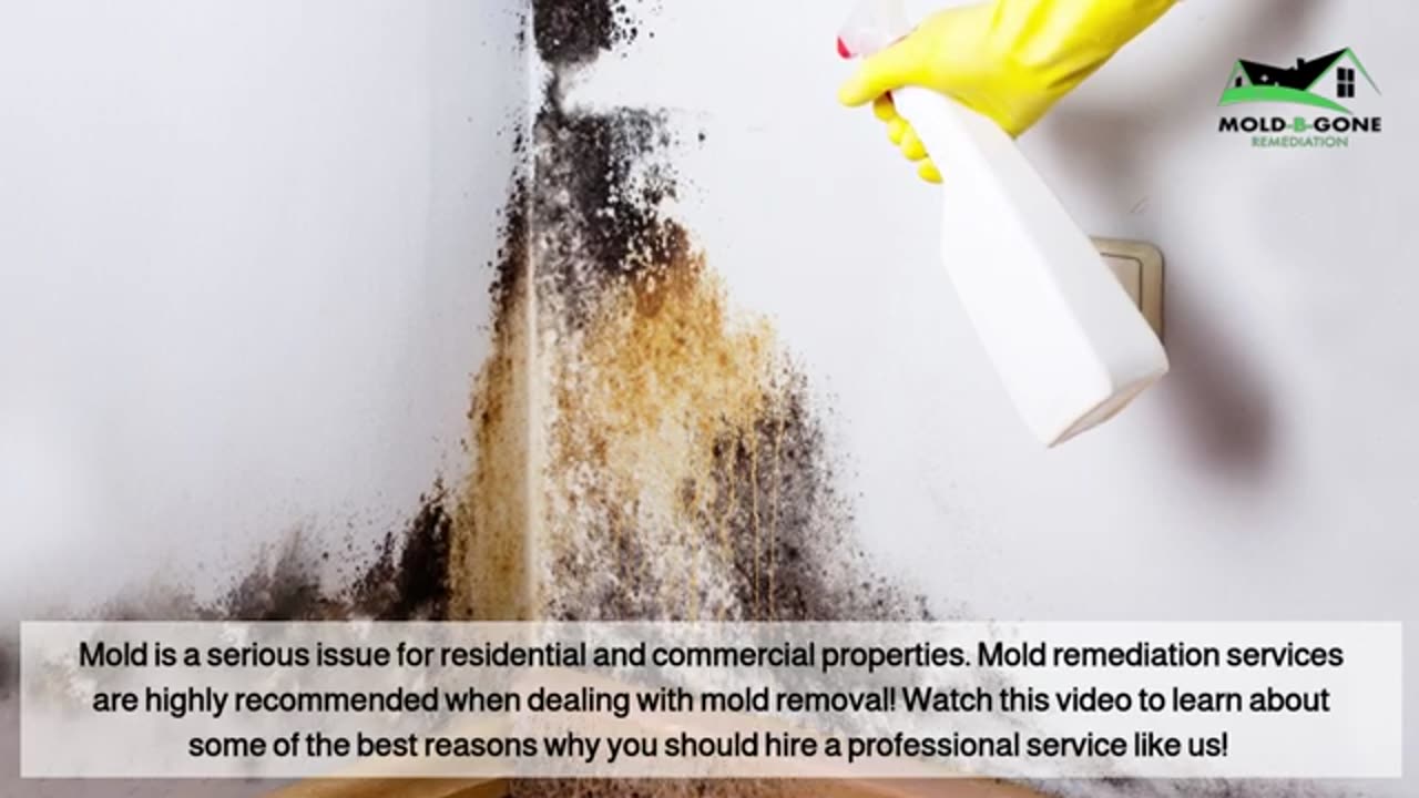 Why DIY Mold Removal Doesn't Cut It: The Importance of Expert Mold Remediation