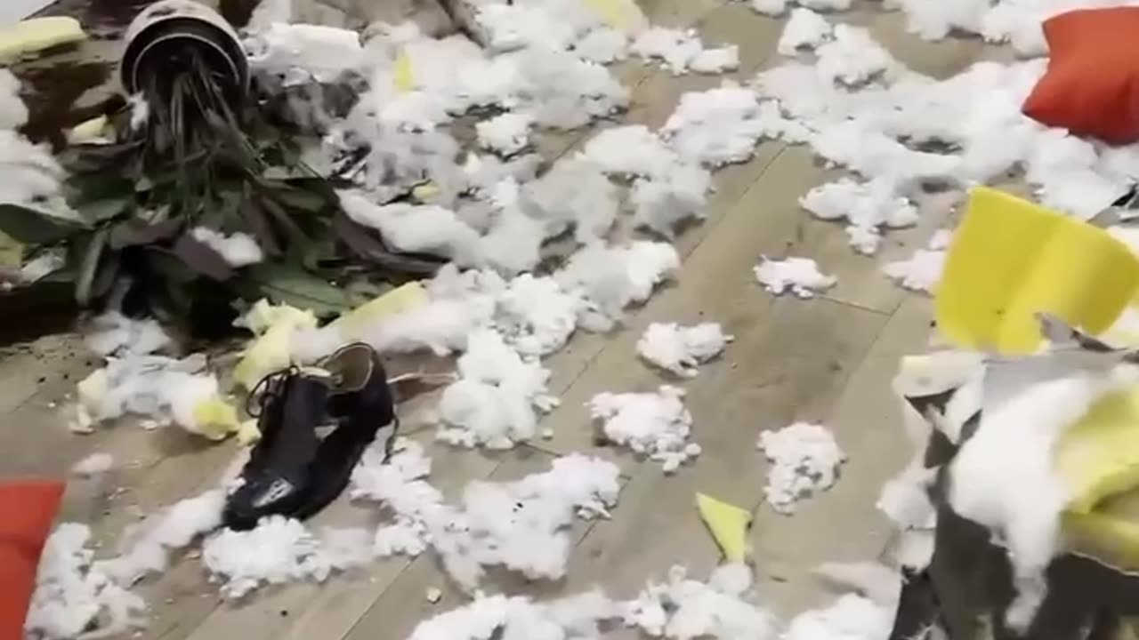 Honey, let's get a dog!