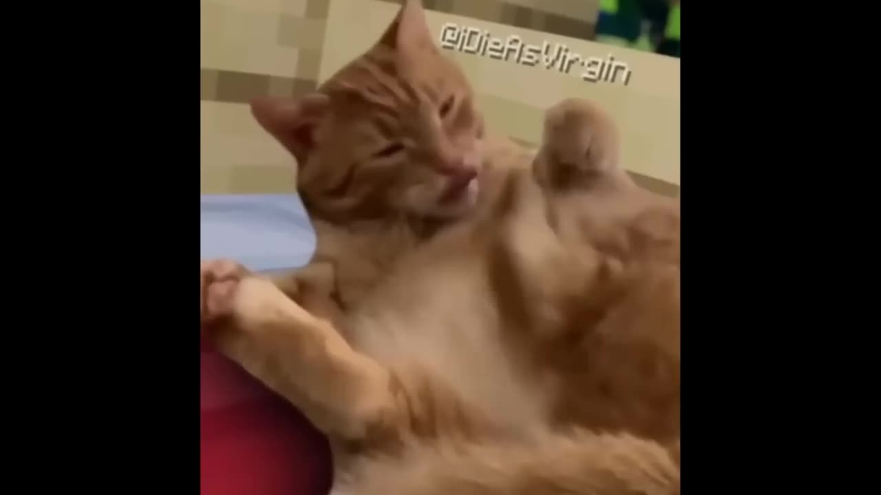 Top 5 Silly Cat