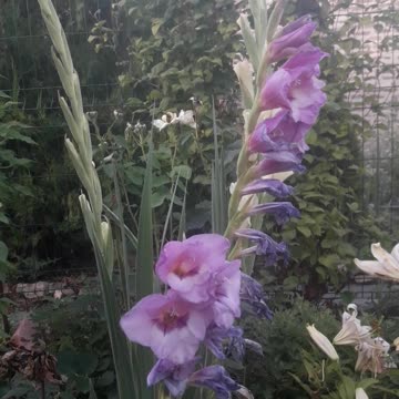 The life and death of gladiolus