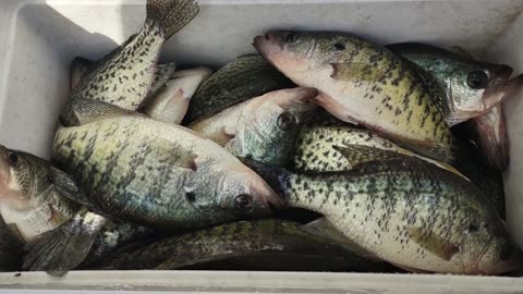 Crappie feast!